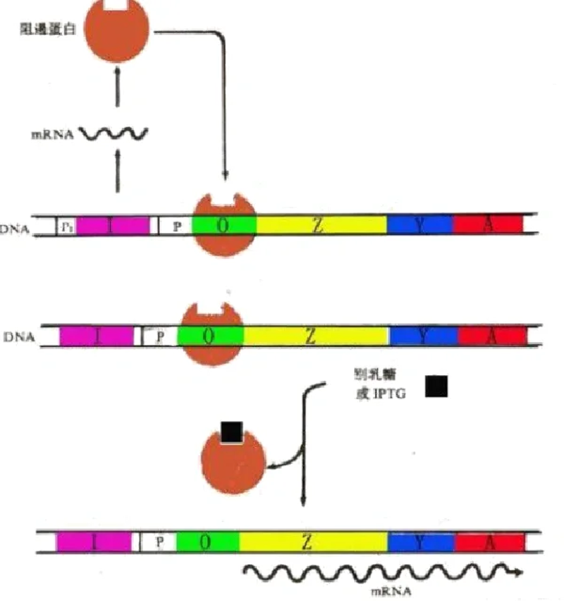 在生物医学领域,抗体定制已经成为研究人员和临床医生的重要工具之一。但面对众多服务提供商,如何选择最适合的供应商成为了关键问题。