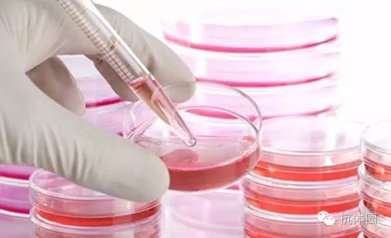 在生物医学领域，抗体定制已经成为一个不可或缺的技术环节。如何选择合适的抗体？本文将通过比较分析两种主要的抗体供应商，帮助科研人员做出明智的选择。