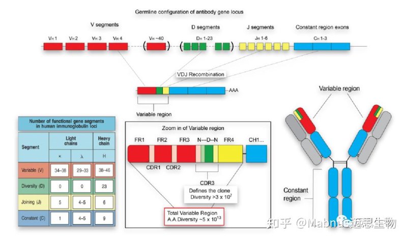 蛋白表达：生物科学中的奇妙旅程